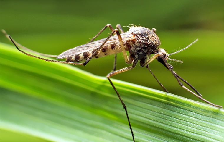 a grey and white mosquito drinking rain water off of a vibrant green blade of grass on a summer morning