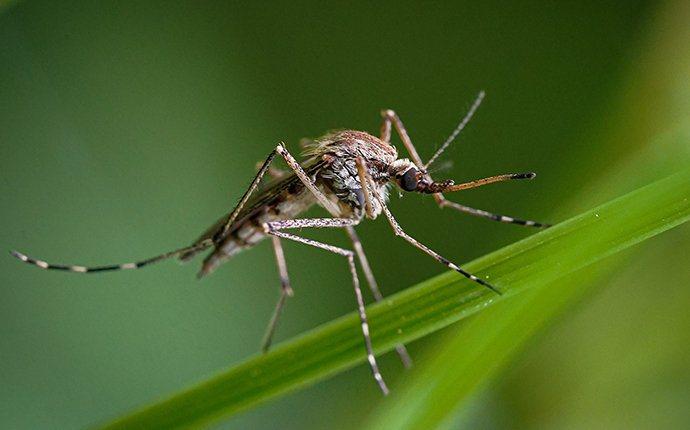 a mosquito on a leaf