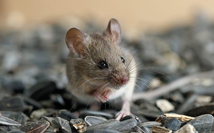 a house mouse feaasting inside a bowl of sunflower seeds in an alabama living room