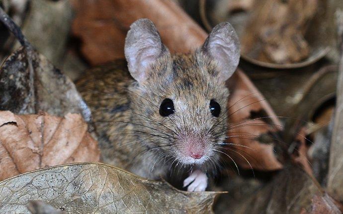 a mouse hiding in leaves