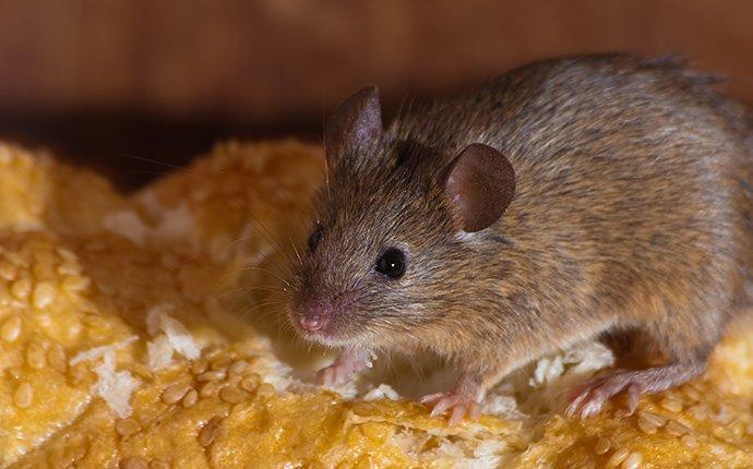 a house mouse feasting on bread