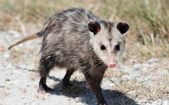 an opossum walking on a stone driveway
