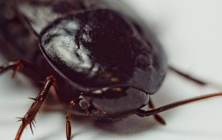 close up of oriental cockroach