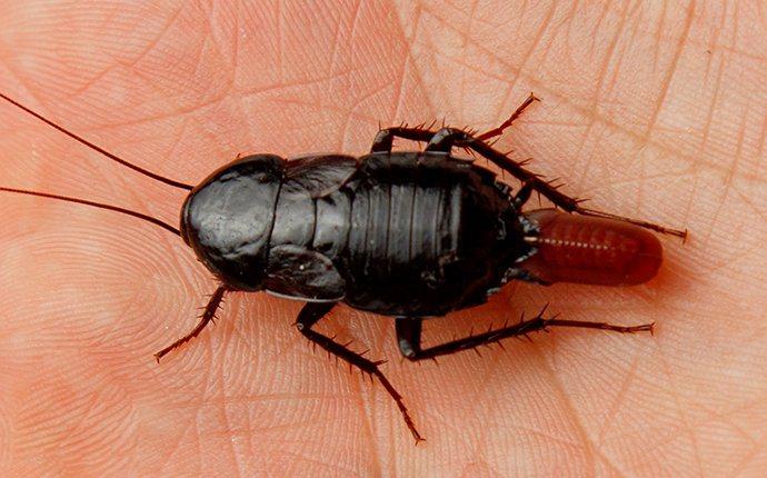an oriental cockroach in a hand