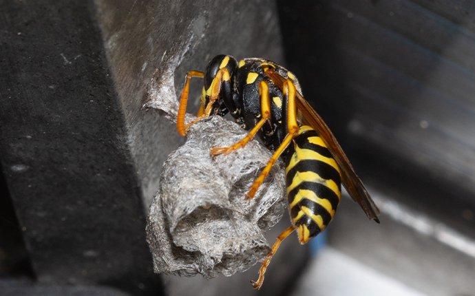 a paper wasp building a nest
