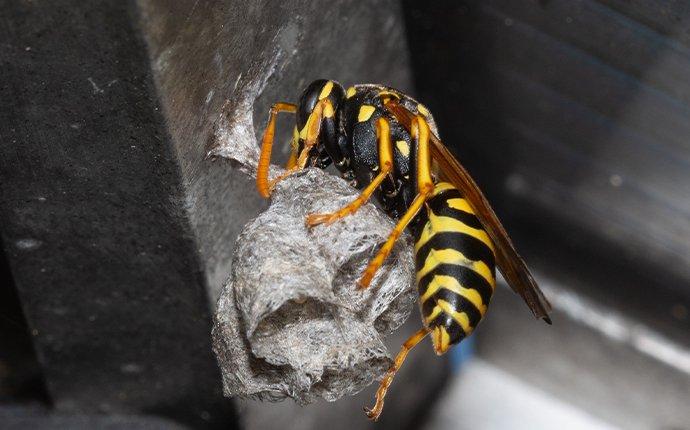 Identify and Control Wasps