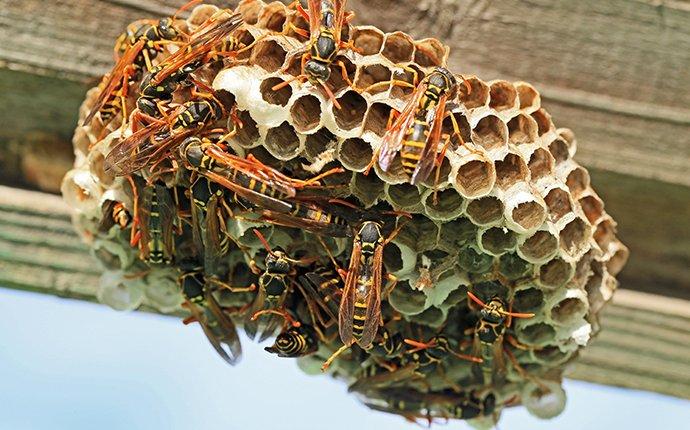 paper wasps climbing on a nest