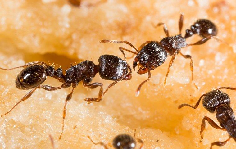 pavements ants eating a piece of fruit