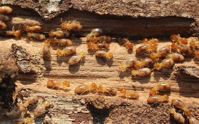 termite crawling on wood