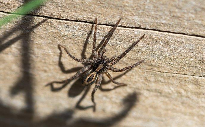 wolf spider crawling on wall