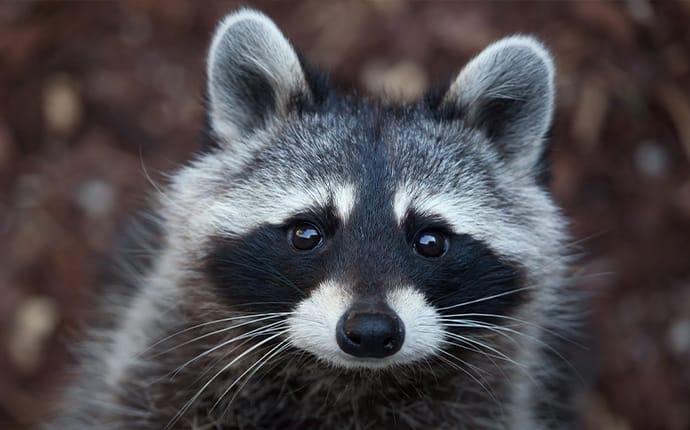 Racoon in yard