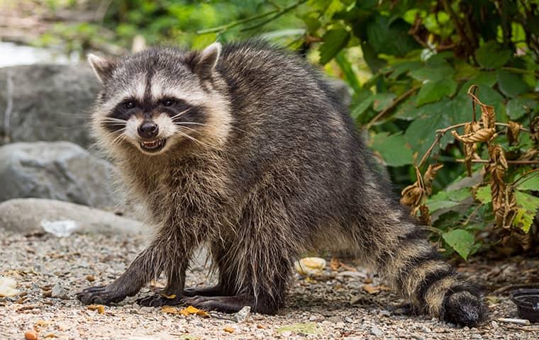 raccoon walking around