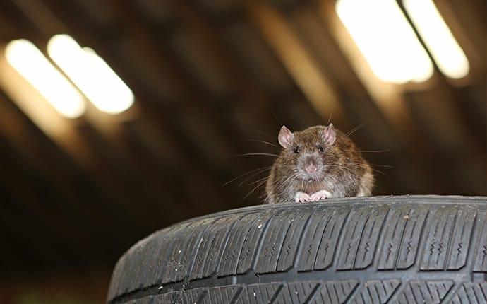 a rat in a commercial garage