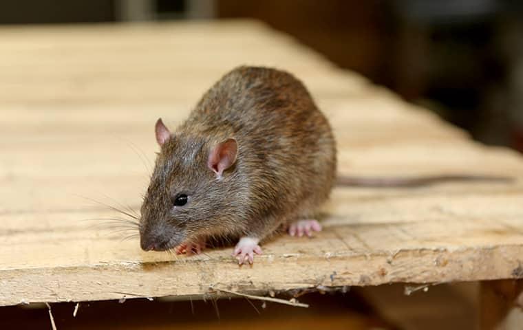 rat on wood table