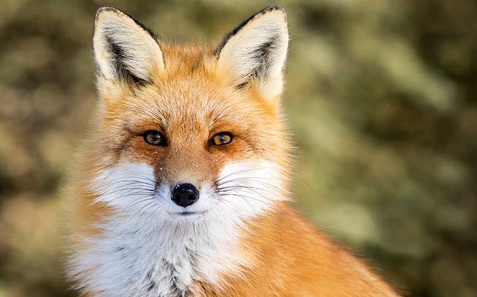 red fox in yard