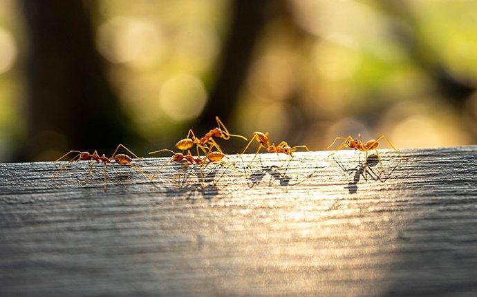 red fire ants crawling on a log