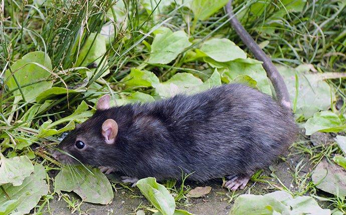 a roof rat crawling in grass