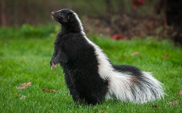 a skunk in a yard