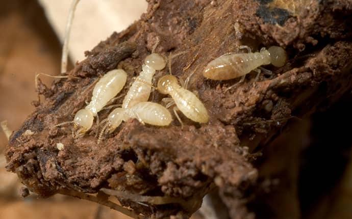 up close image of subterranean termites crawling on damaged wood