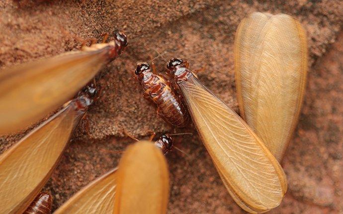 termite alates crawling on wood