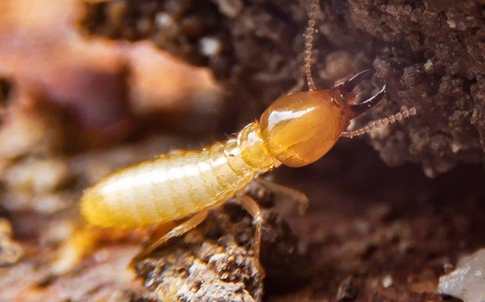 termite chewing wood inside of a home