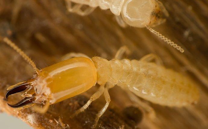 termite closeup in wood