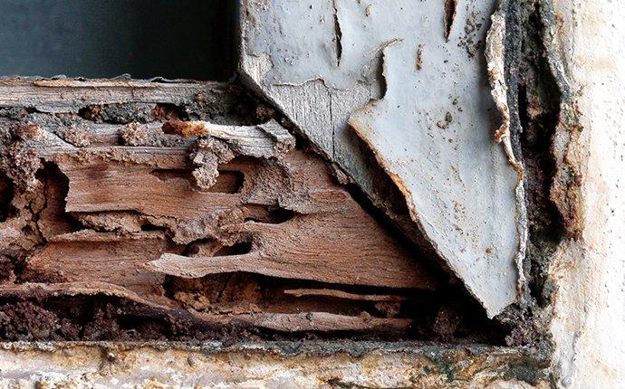 termite damage