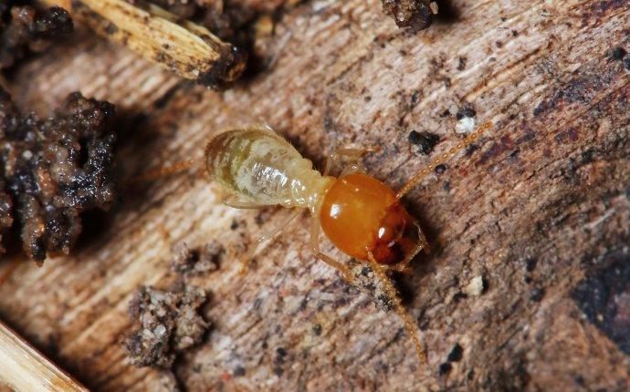 Termite destroying wood