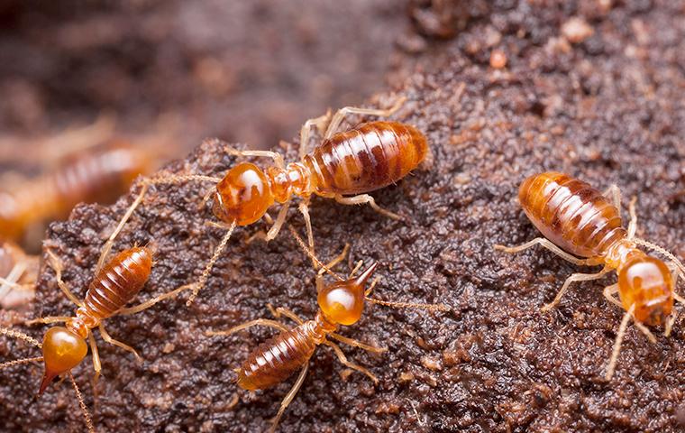 a large colony of swarming termites burrowing through a wooden structure on a birmingham alabama property