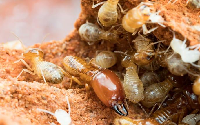 a  large colont of swarming termites in haittiesburge missouri