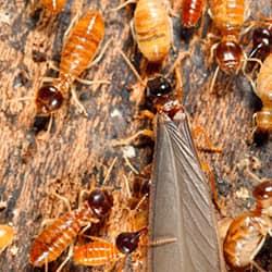 termites  on a piece of wood in a mississippi home