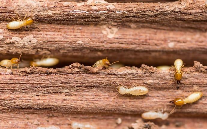 dozens of termites crawling in rotting wood