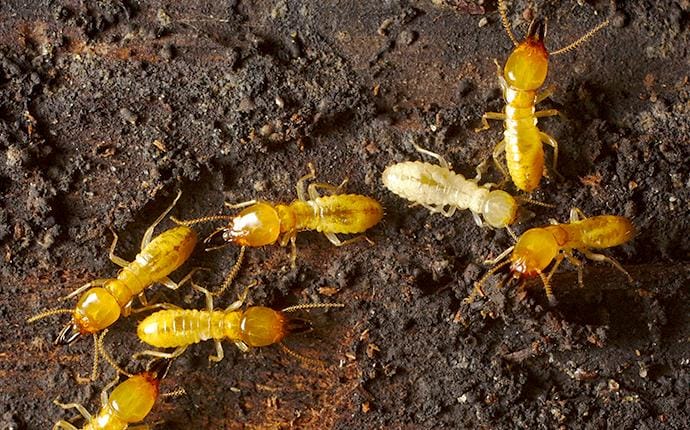 a cluster of termites scurrying along a damp wooden structure inside of a birmingham alabama home