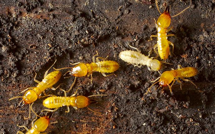 termite infesttaon under a house