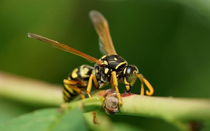 a wasp on a green stem