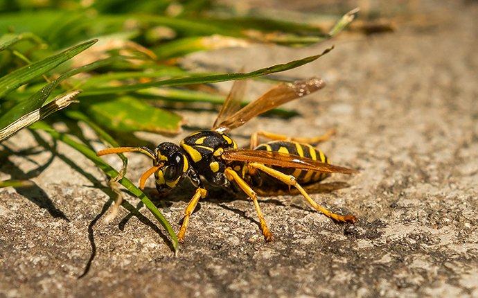 a wasp crawling on pavement