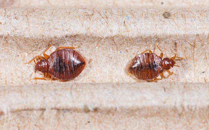 bed bugs on mattress