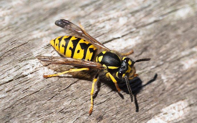 a yellow jacket crawling on a wooden picnic table