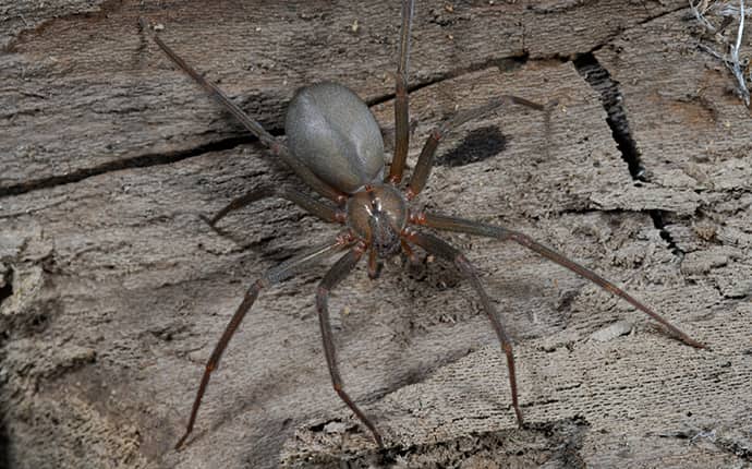 brown recluse spider outside of a new orleans louisiana home