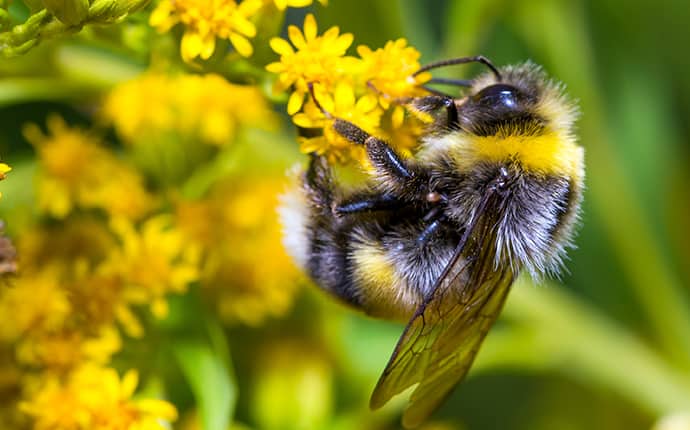 bumble bee on a yellow flower in a mandeville louisiana yard