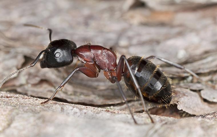 a carpenter ant crawling on a leaf in jackson mississippi