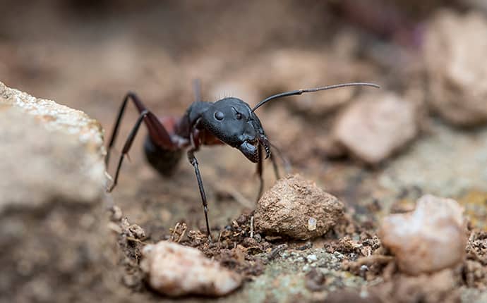 types of winged ants with long stingers