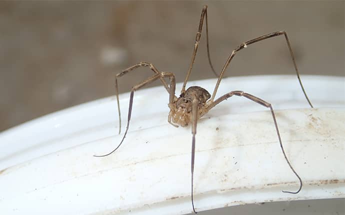 Daddy long legs spider with babies, I assume this is the mo…