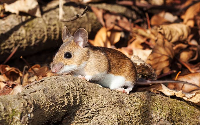 deer mouse sitting on a tree root outside of meridian mississippi home