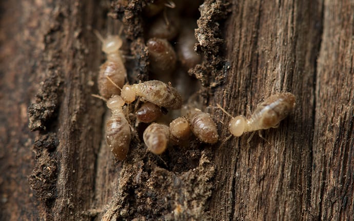 a colony of drywood termites on and inside a tree trunk in columbia mississippi