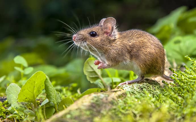 field mouse sitting in a field in montgomery alabama