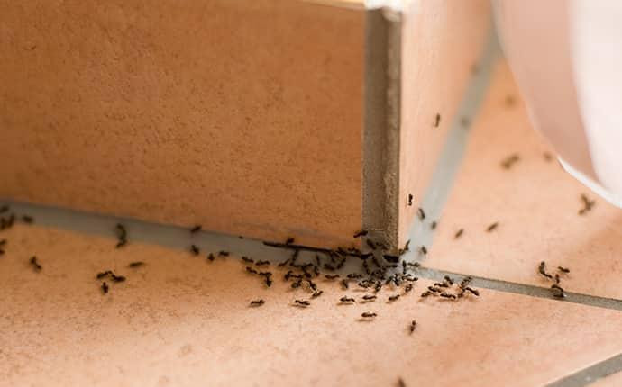 a ground of little black ants in a wiggins mississippi bathroom