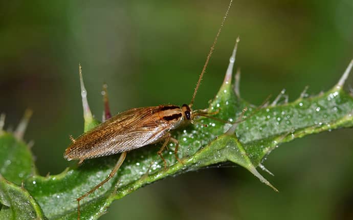 german cockroach on a leaf outside of wiggins mississppi home