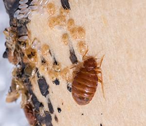 bed bug eggs and bed bug on the mattress of a mississippi home