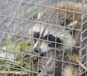 live trapped raccoon in mississippi